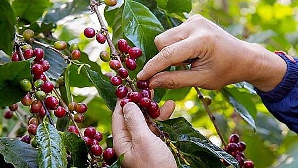 TUBAT COFFEE – Từ hạt cà phê đến hệ sinh thái bền vững mang chuẩn ESG