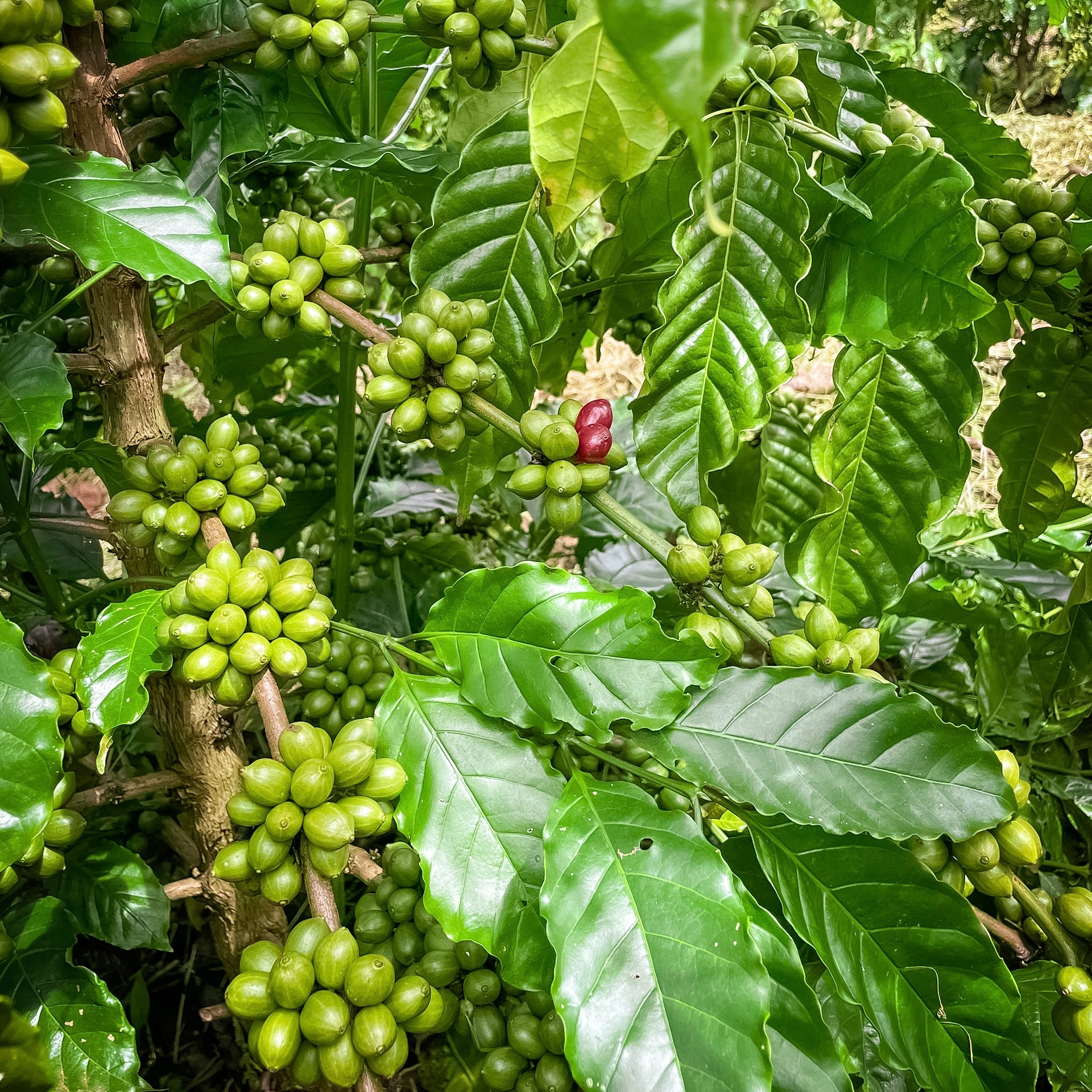 Chuẩn bị hôm nay – Tỏa sáng ngày mai cùng TUBAT COFFEE