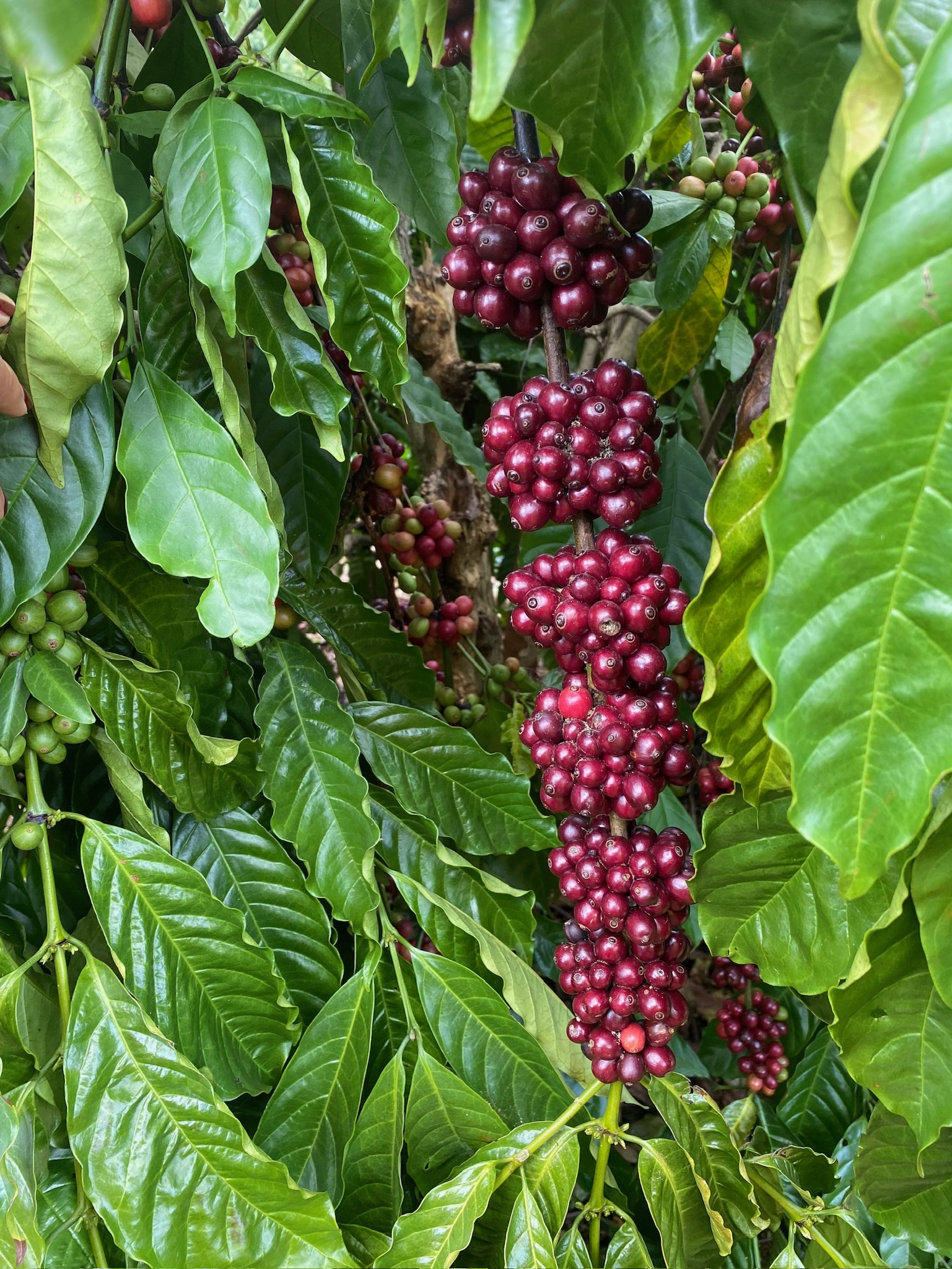 TUBAT COFFEE – Khi sự chân thật trở thành bản lĩnh