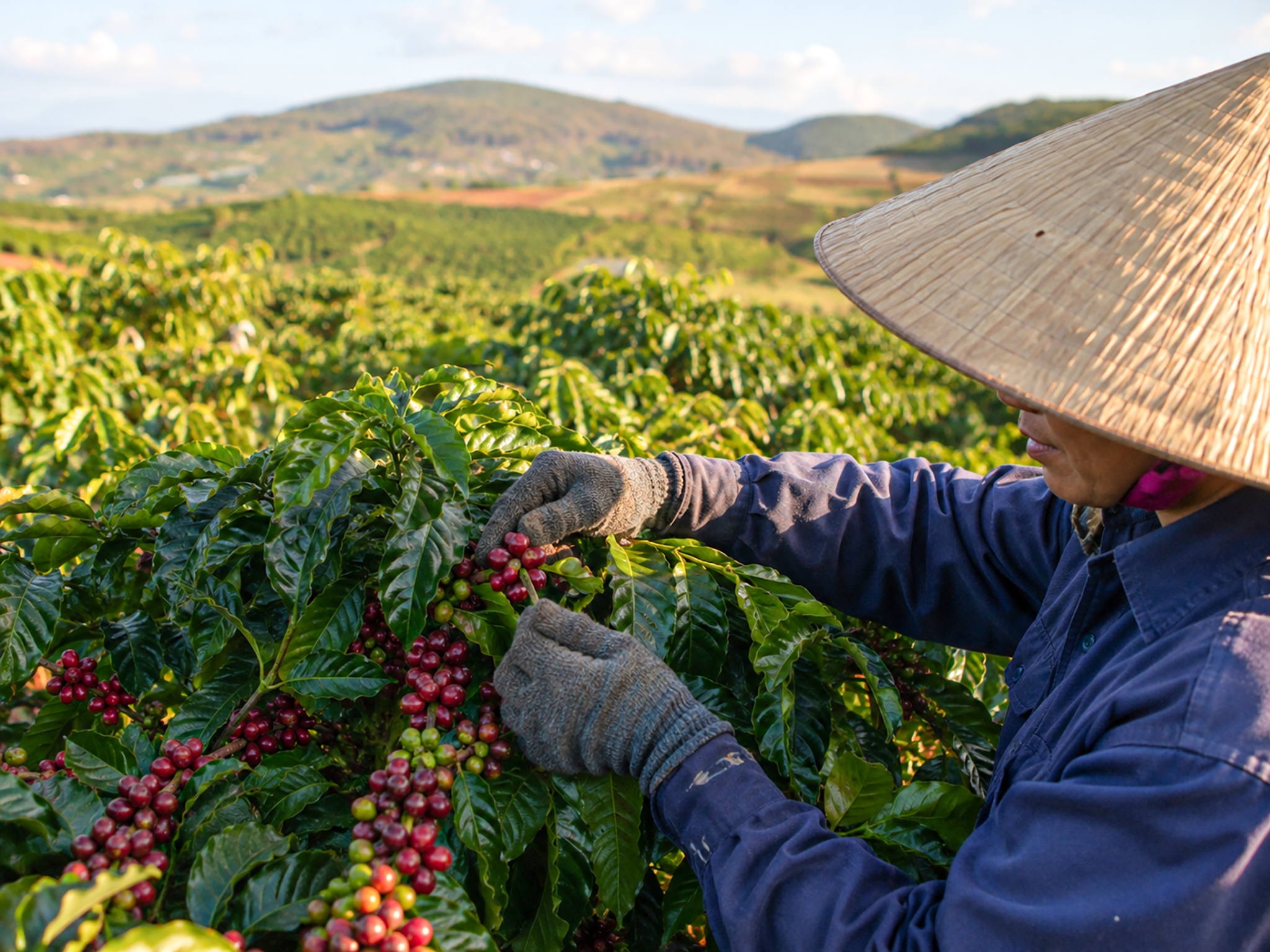 Lý do bạn chọn Tubat Coffee